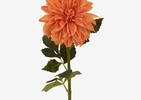 Eden Dahlia Stem Mango