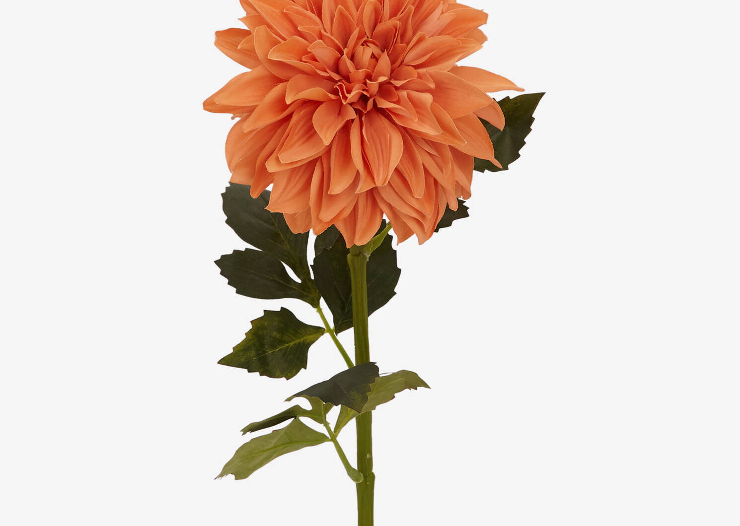 Eden Dahlia Stem Mango