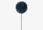 Tige d'allium Katniss bleu jet