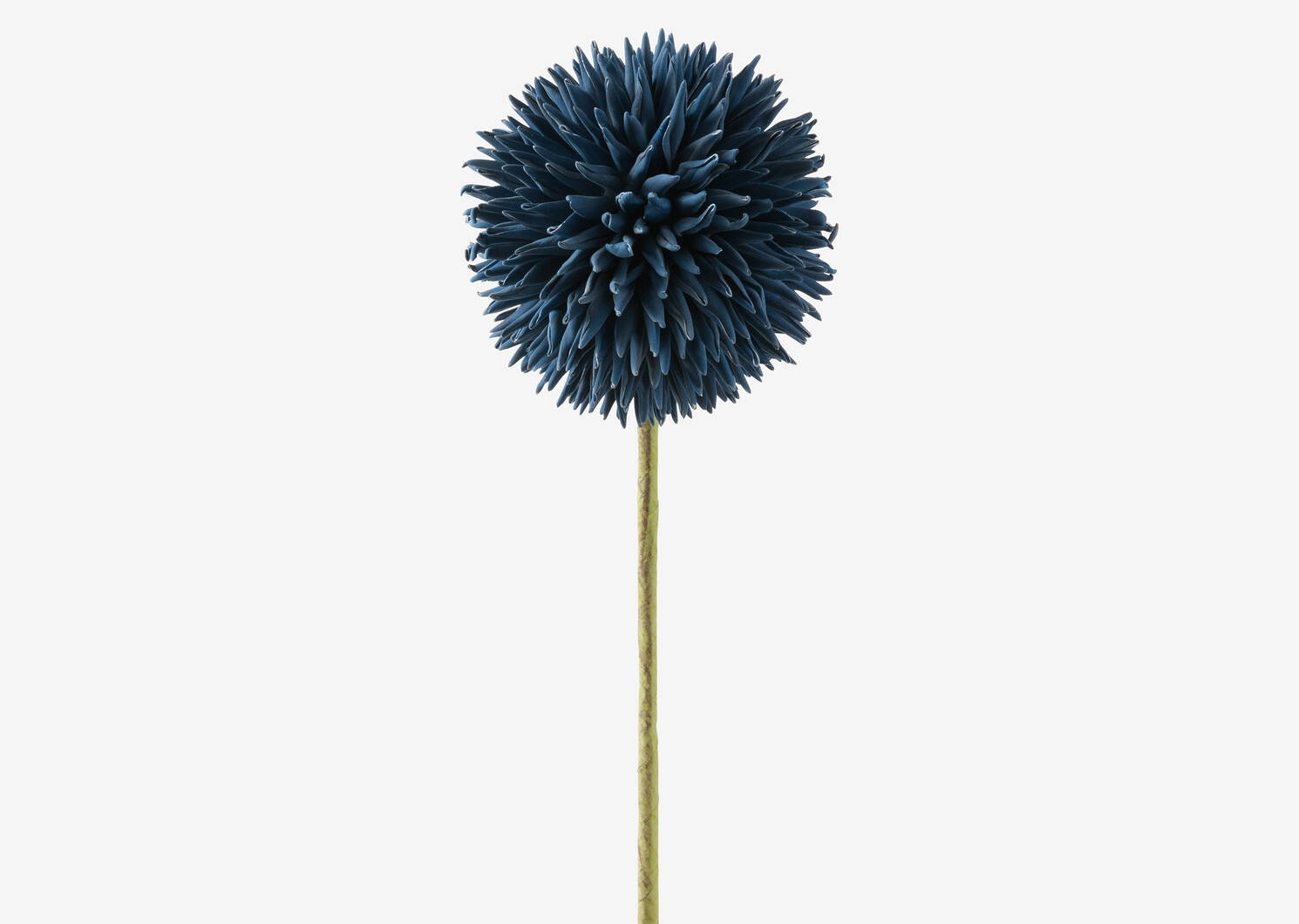 Tige d'allium Katniss bleu jet