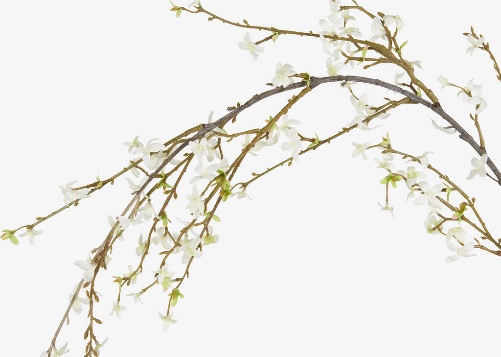 Branche de forsythias Yuri blancs