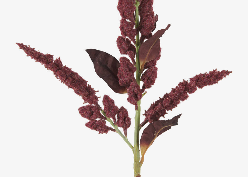 Rumex Stem Red