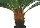 Byron Cycas Tree Potted