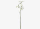 Tige de pois de senteur Fiori