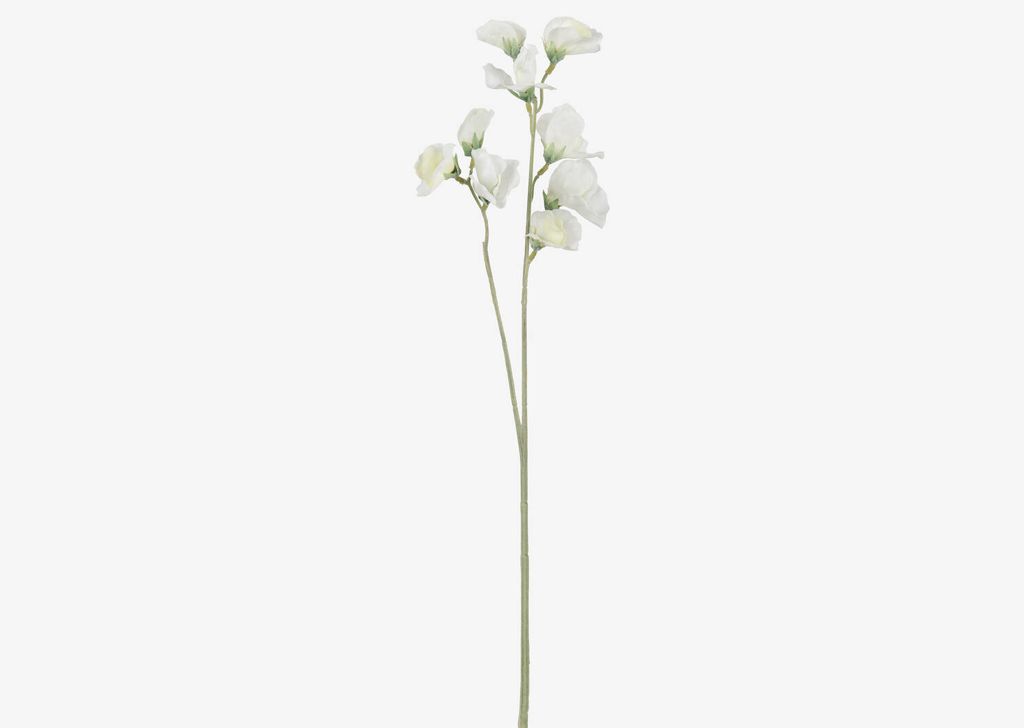 Tige de pois de senteur Fiori