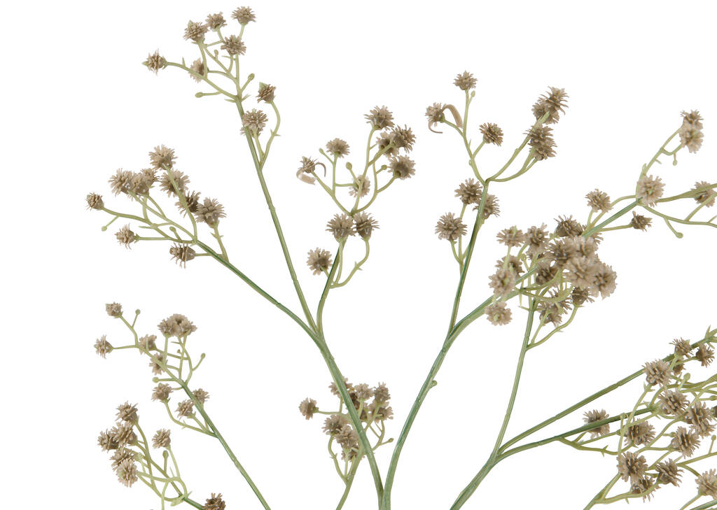 Carissa Blossom Stem Green