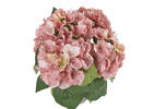 Marji Hydrangea Potted Pink