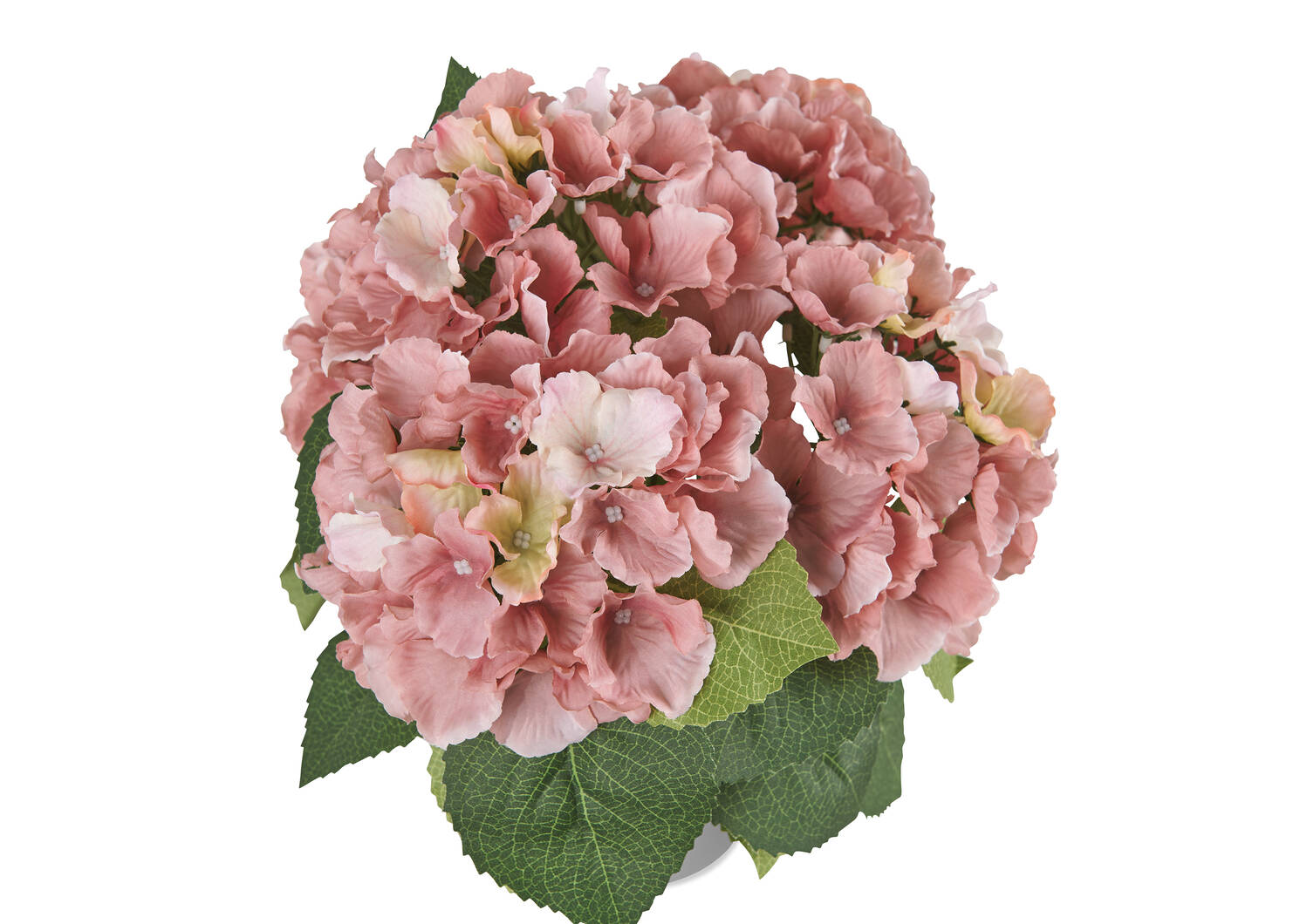 Marji Hydrangea Potted Pink