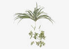 Branche de plante araignée Sidra