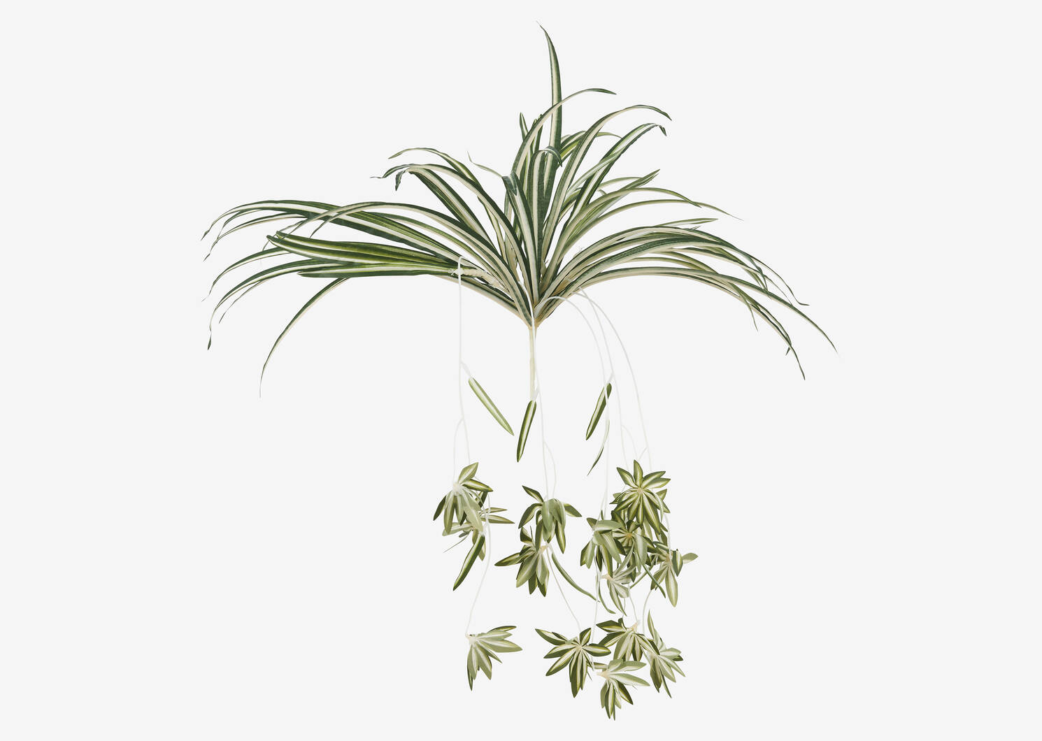 Branche de plante araignée Sidra
