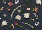 Branche d’anémones Florin blanches