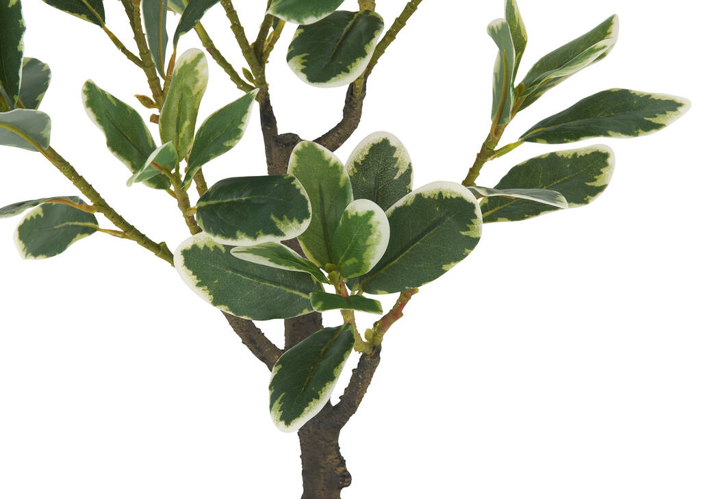 Keyla Japanese Spindle Tree Potted