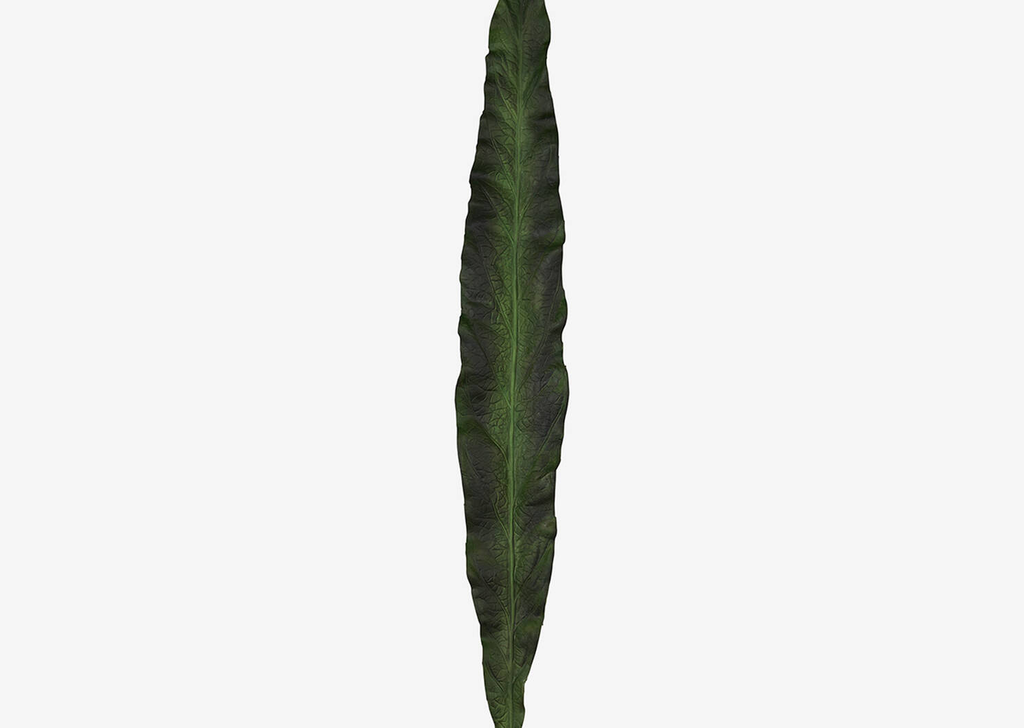 Keilani Narrow Leaf Palm
