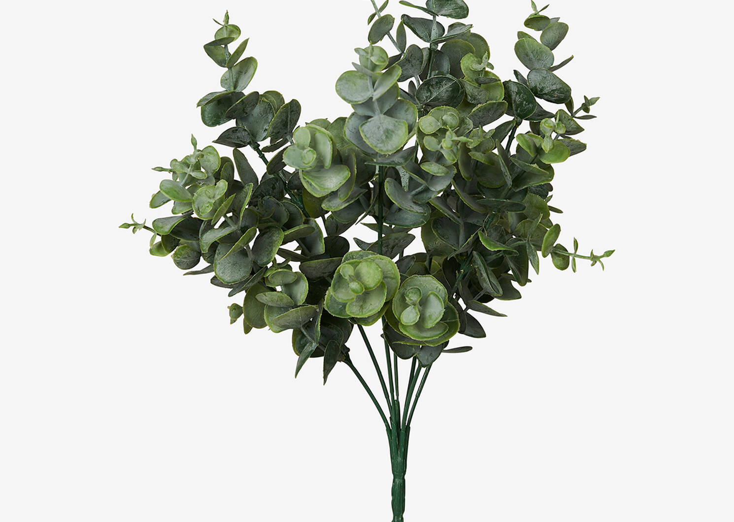 Bouquet d'eucalyptus Kadey
