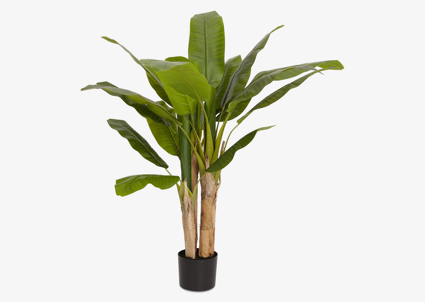 Raye Banana Tree Potted