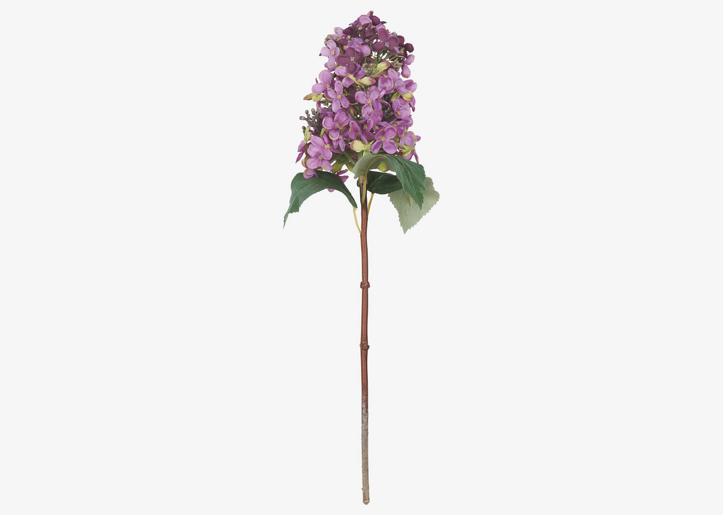 Beth Cone Hydrangea Stem Purple