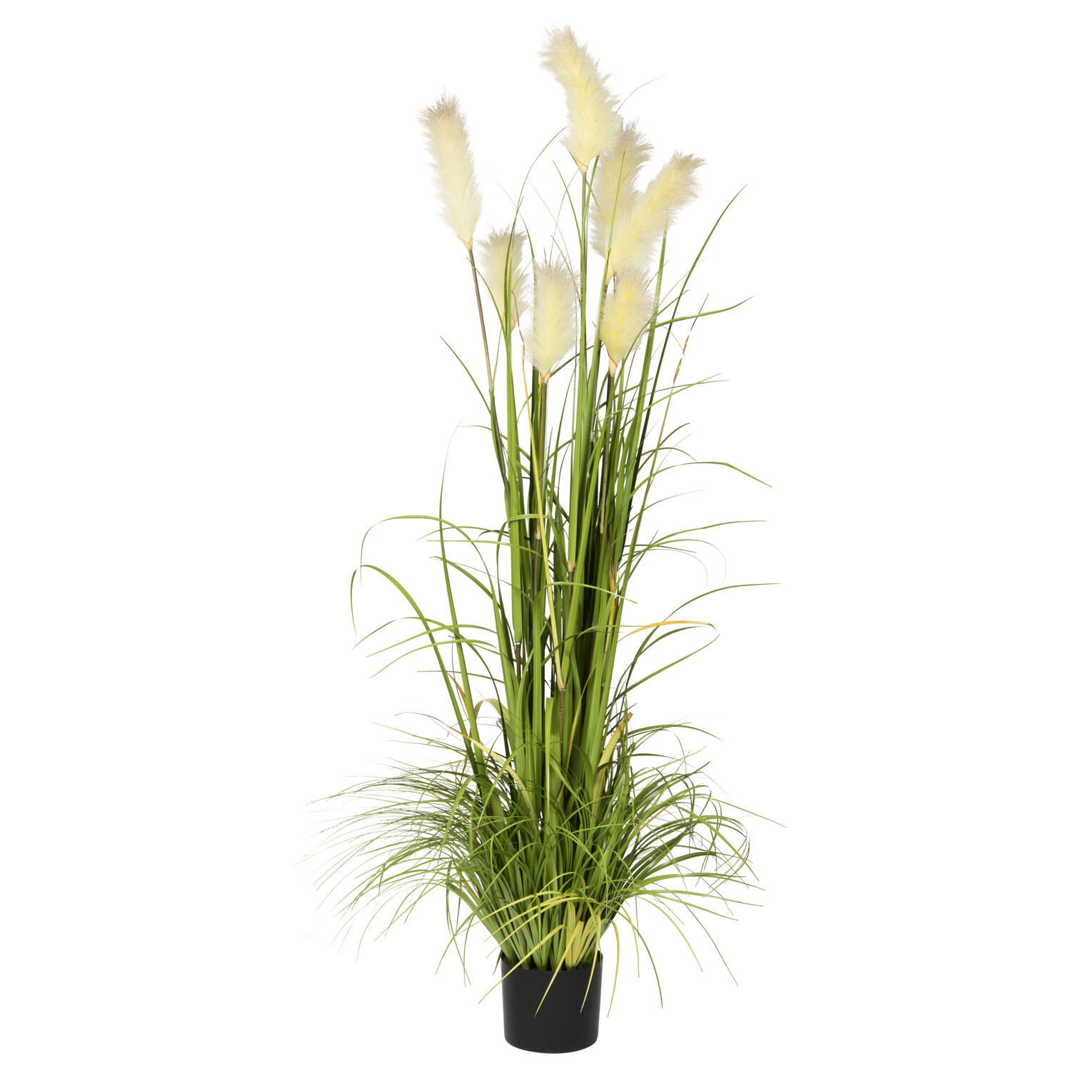Bodi Pampas Grass Potted Green