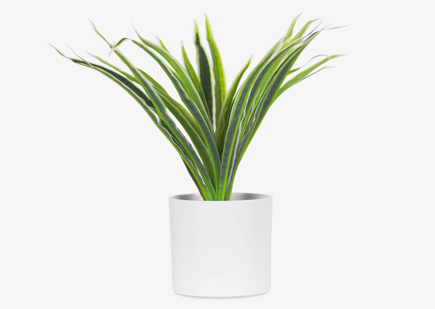 Plante araignée en pot Kaori