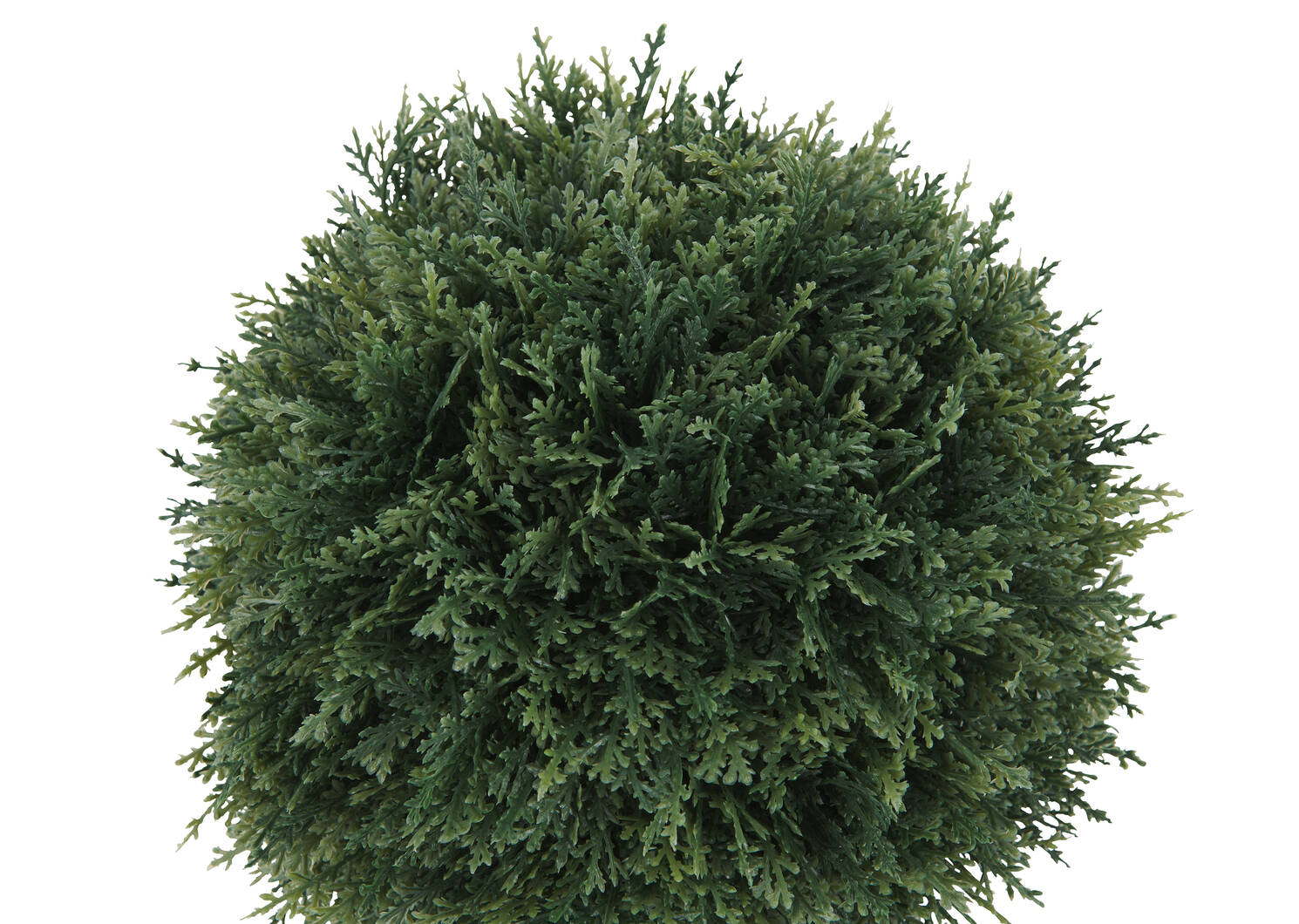 Cedar Ball Potted