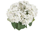 Marji Hydrangea Potted White