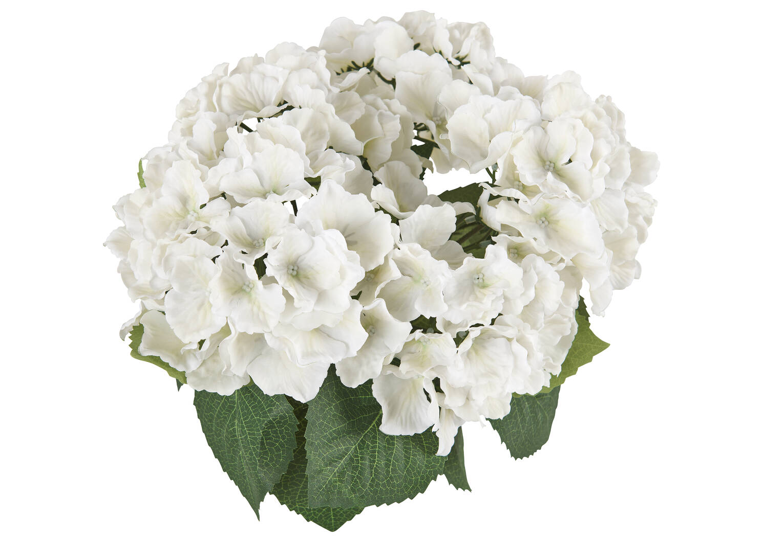Marji Hydrangea Potted White