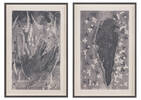 Swoon Framed Print