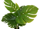 Keilani Monstera Potted Plant