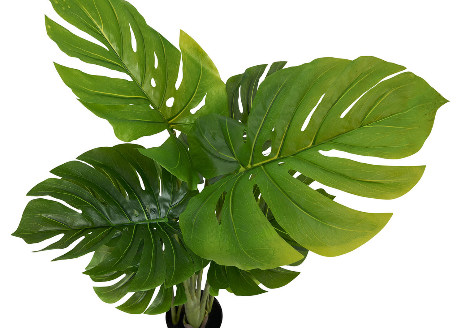 Monstera en pot Keilani