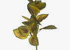 Coleus Branch Stem