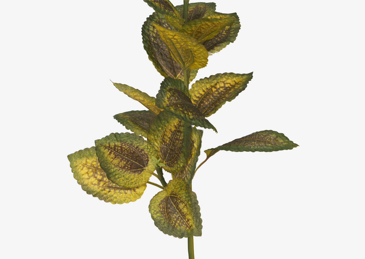 Coleus Branch Stem