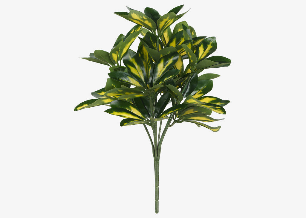 Boule de Schefflera Jolie