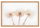 Dandelions Framed Print