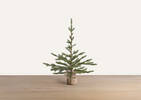 Fernie Tree Potted Small