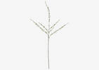 Branche mini pousses du printemps Hopper