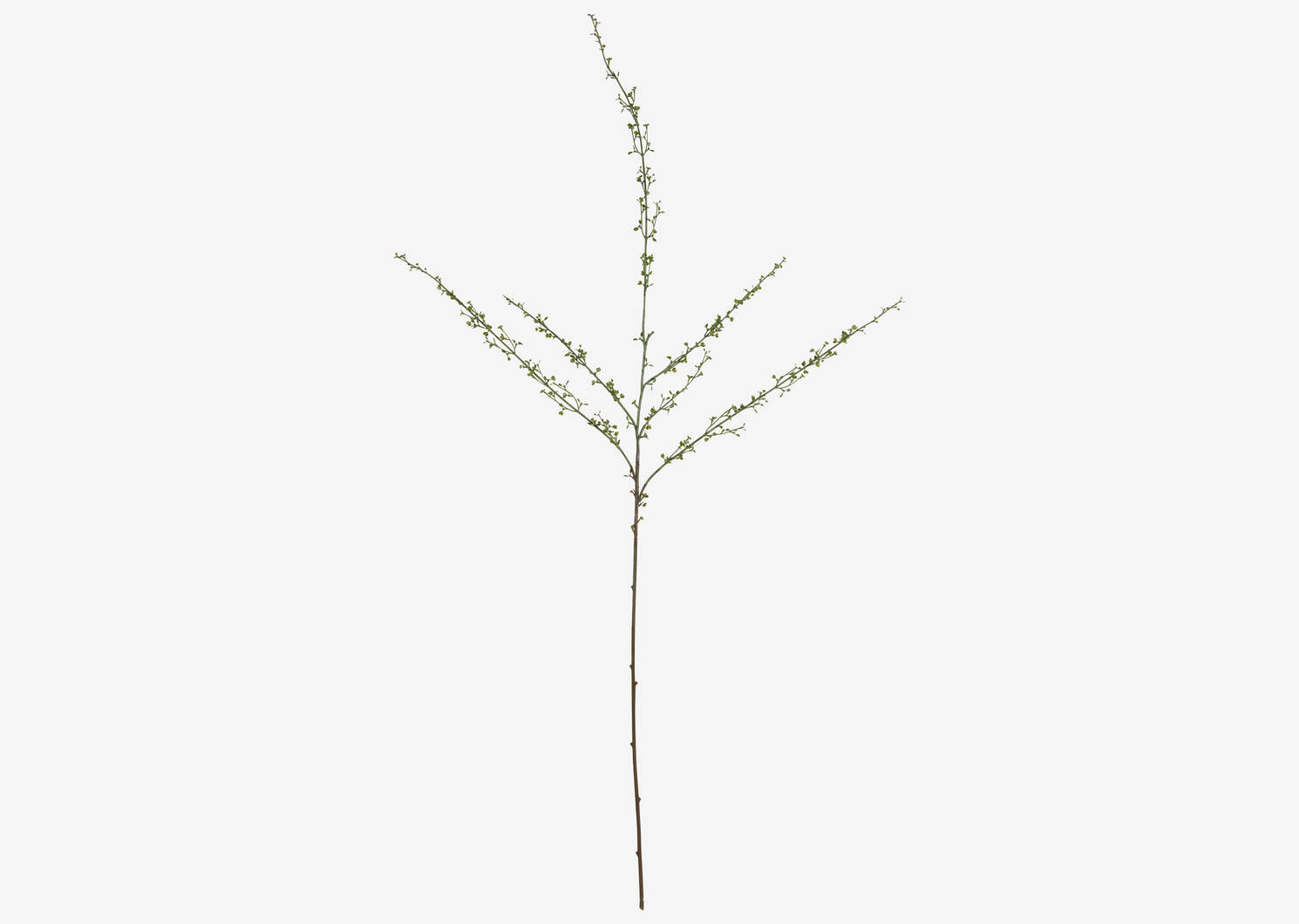 Branche mini pousses du printemps Hopper