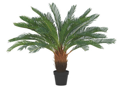 Byron Cycas Tree Potted