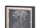 Giant Hogweed Framed Print