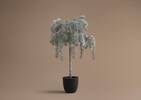 Weeping Cedar Tree Large