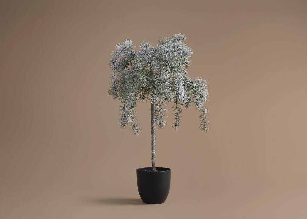 Weeping Cedar Tree Large