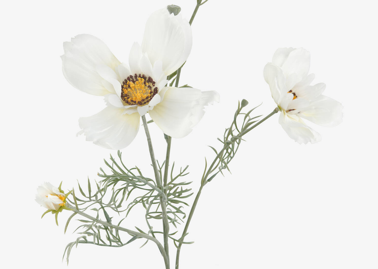 Elana Anemone Stem White