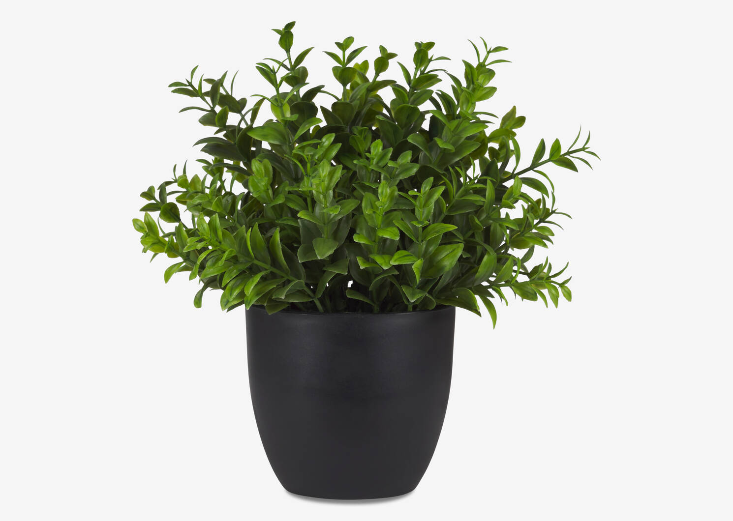 Buis en pot Sena