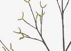 Truitt Seeded Willow Branch