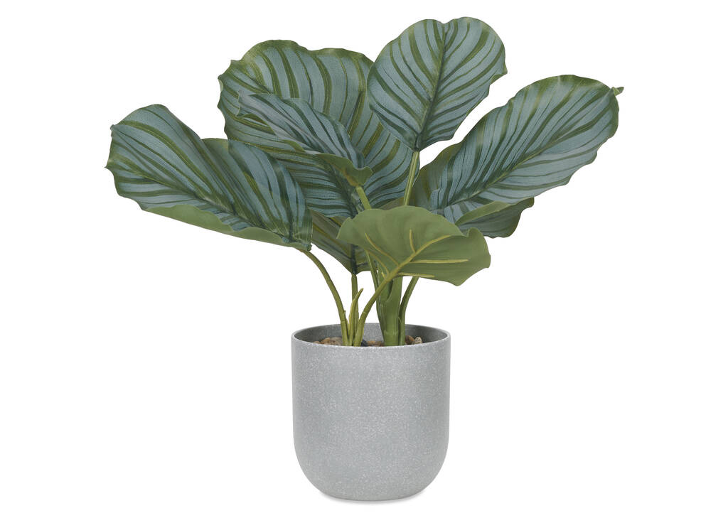 Calathea en pot
